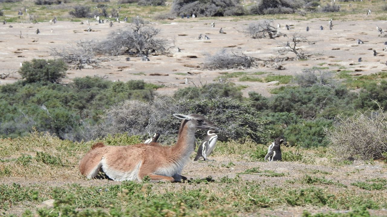 PUNTA TOMBO TOUR WITH ISLA ESCONDIDA IN PUERTO MADRYN (10)