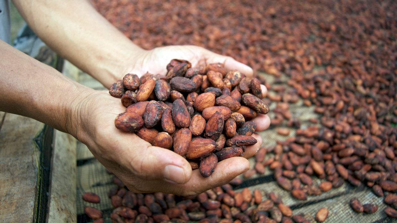 Artisanal Chocolate Experience In Quindío foto 8