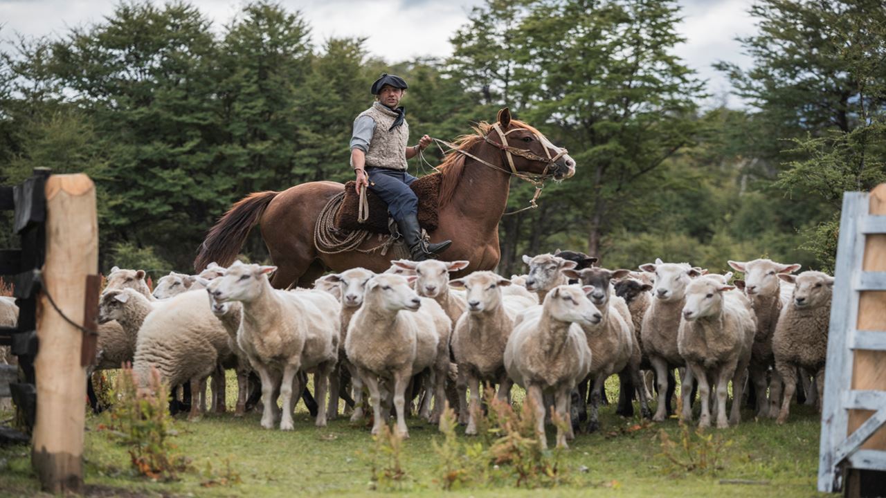 Experience at a Patagonian Ranch: Shearing and Roasting (1)