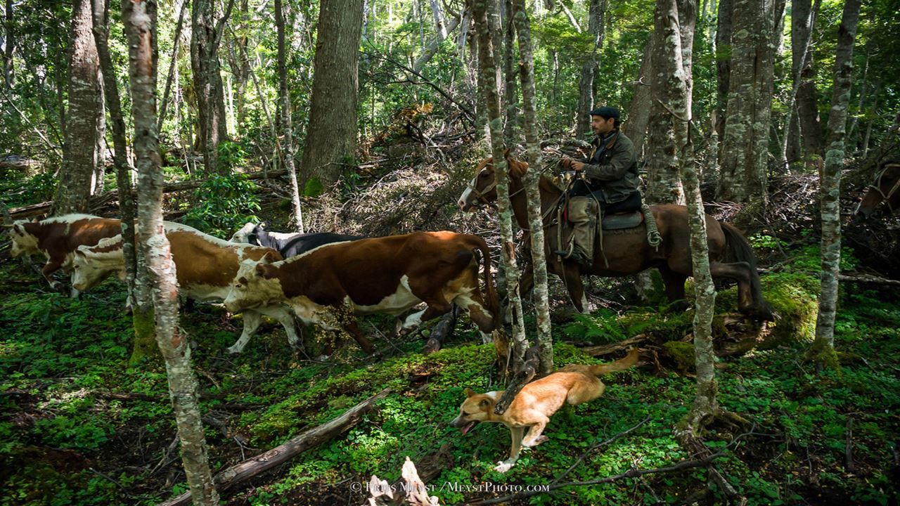 Experience at a Patagonian Ranch: Shearing and Roasting (7)