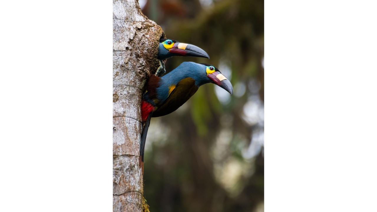 Explora El Bosque Nublado De Bellavista Full Day
