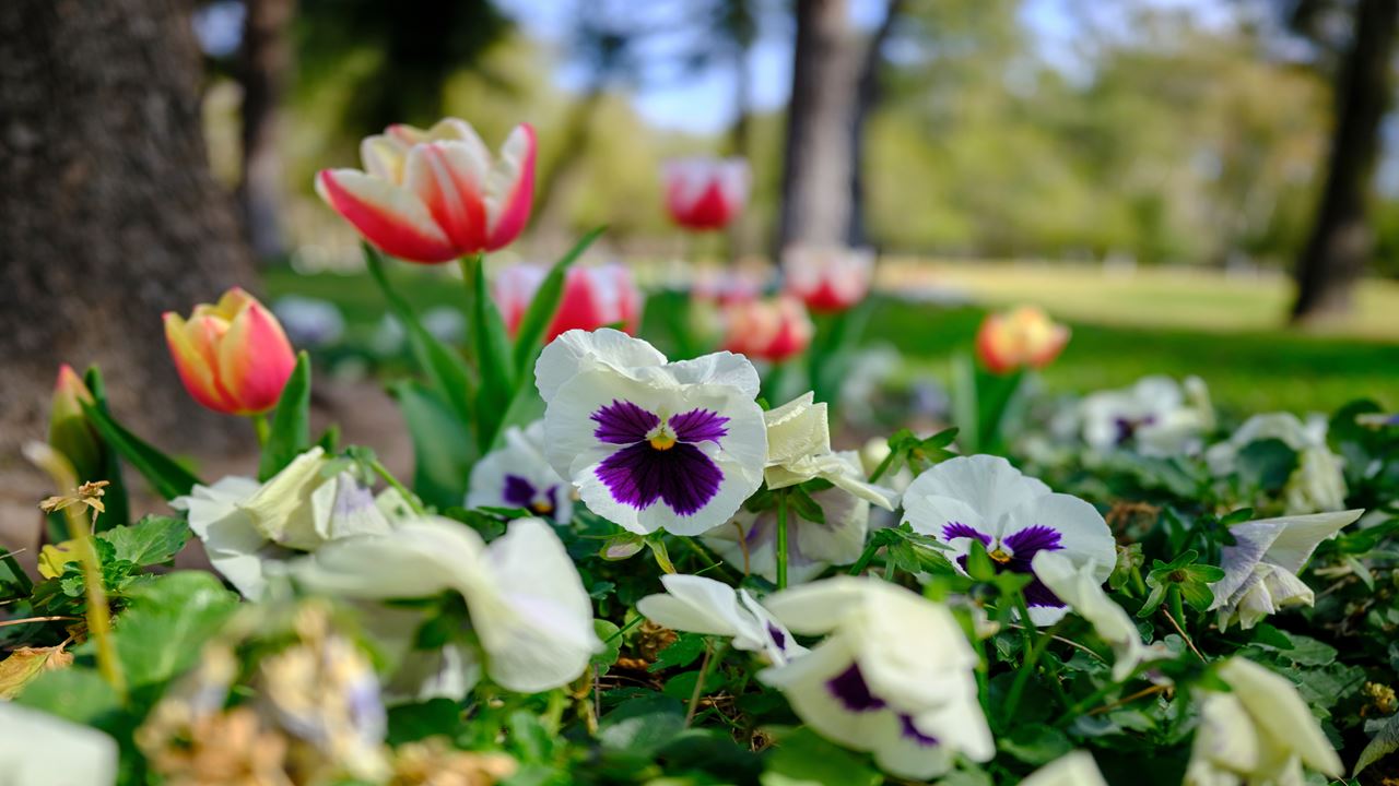 Flower Fair: Orchid and Nature Tour (5)