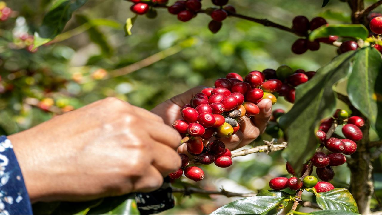 Finca El Ocaso: Tour de café com Jeep Willys, colheita e degustação de café.
 (5)
