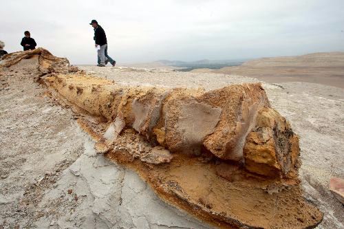 Excursion Fosiles Marinos En El Desierto De Ocucaje