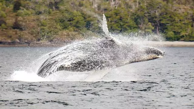 Whale And Glacier Watching
