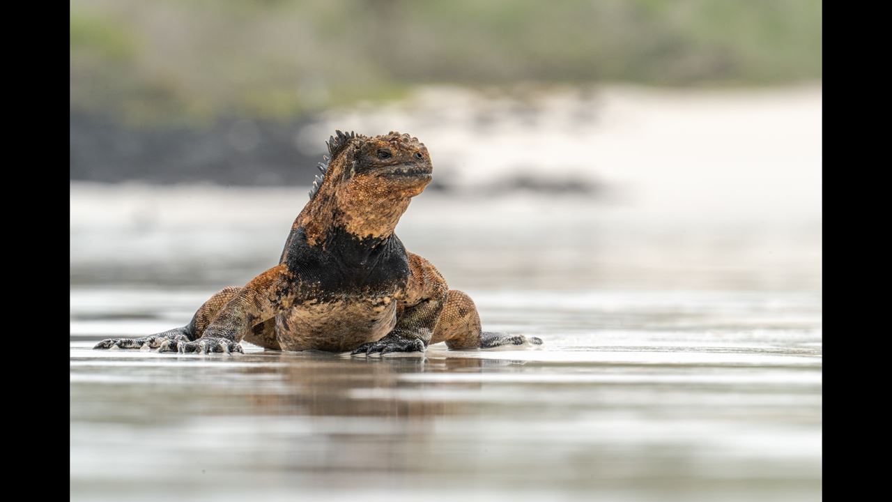 Gran Expedición Galápagos: 8 días de Fauna y Naturaleza (8)