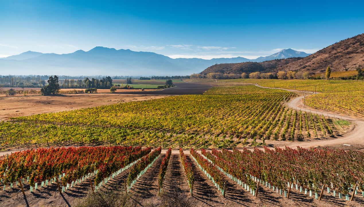 Haras De Pirque: Vinhedo Orgânico E Degustação De Vinhos Icônicos