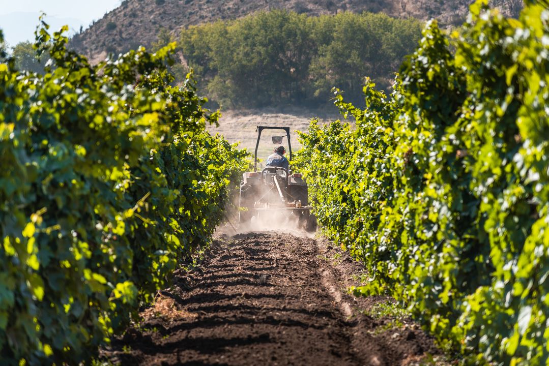 Haras de Pirque: Vinhedo orgânico e degustação de vinhos icônicos (6)
