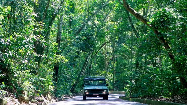 Tour En Jeep Floresta Da Tijuca + Jardin Botanique
