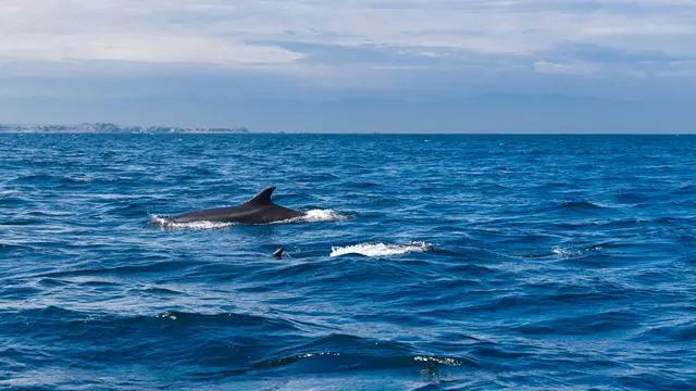Marine Expedition - Whale Watching In The Chañaral Island Marine Reserve.