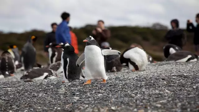 Promenez-Vous Avec Les Pingouins Sur L`Île Martillo
