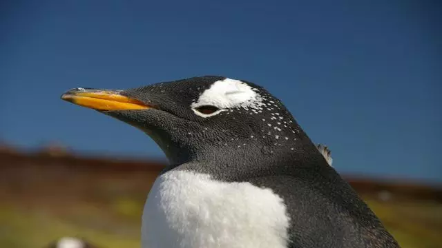 Visite D`Observation Des Pingouins Sur L`Île Martillo