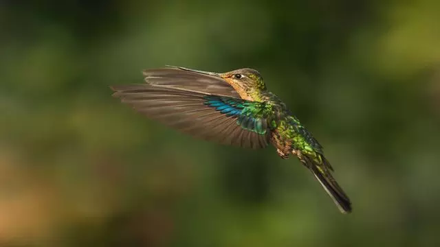 Observación De Aves Abra Malaga Desde Ollantaytambo