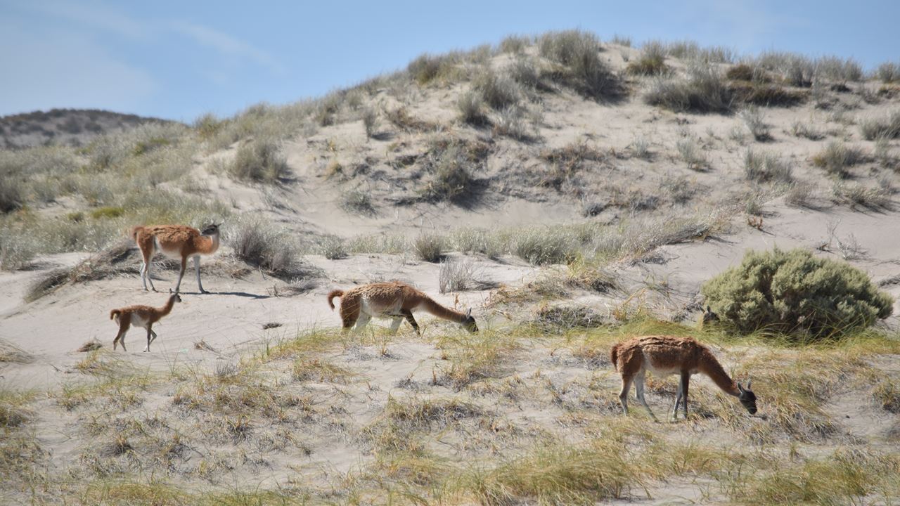 OFERTA: PENINSULA DE VALDES Y TRASLADOS AL AEROPUERTO (5)