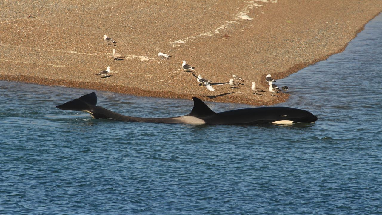 OFERTA: PENINSULA DE VALDES Y TRASLADOS AL AEROPUERTO (6)