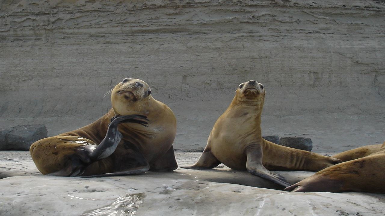 OFERTA: PENINSULA DE VALDES Y TRASLADOS AL AEROPUERTO (7)