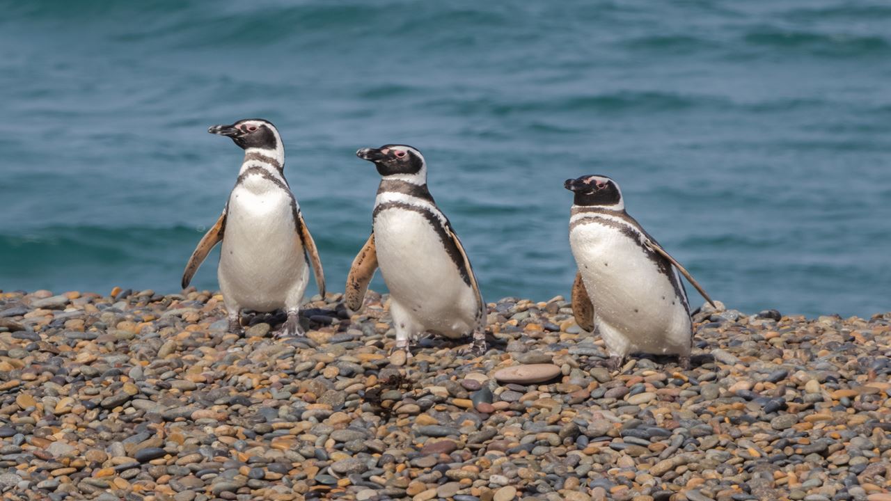 Offer: Punta Tombo And Airport Transfers