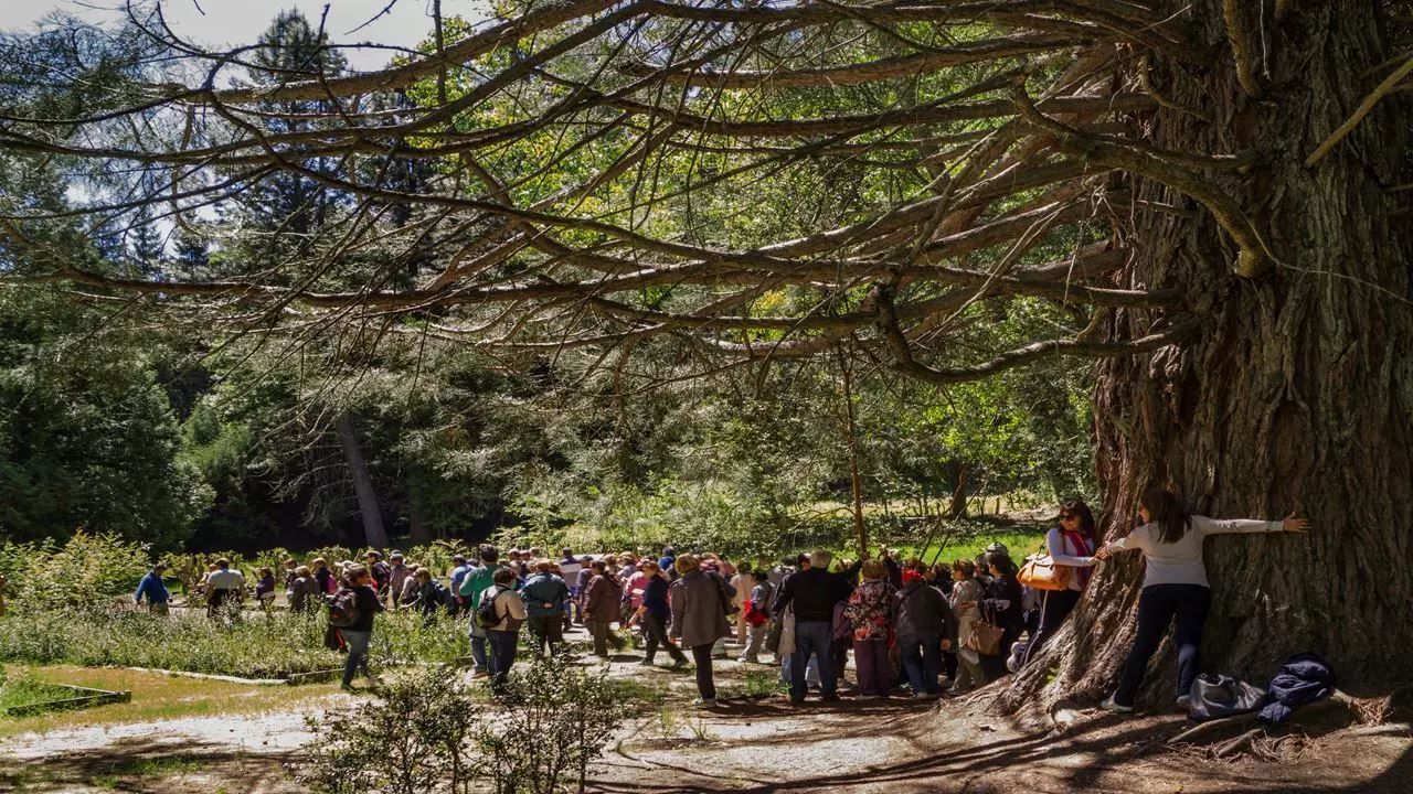 OFFER: AIRPORT TRANSFERS, CHICO CIRCUIT AND VICTORIA ISLAND AND ARRAYANES FOREST (11)