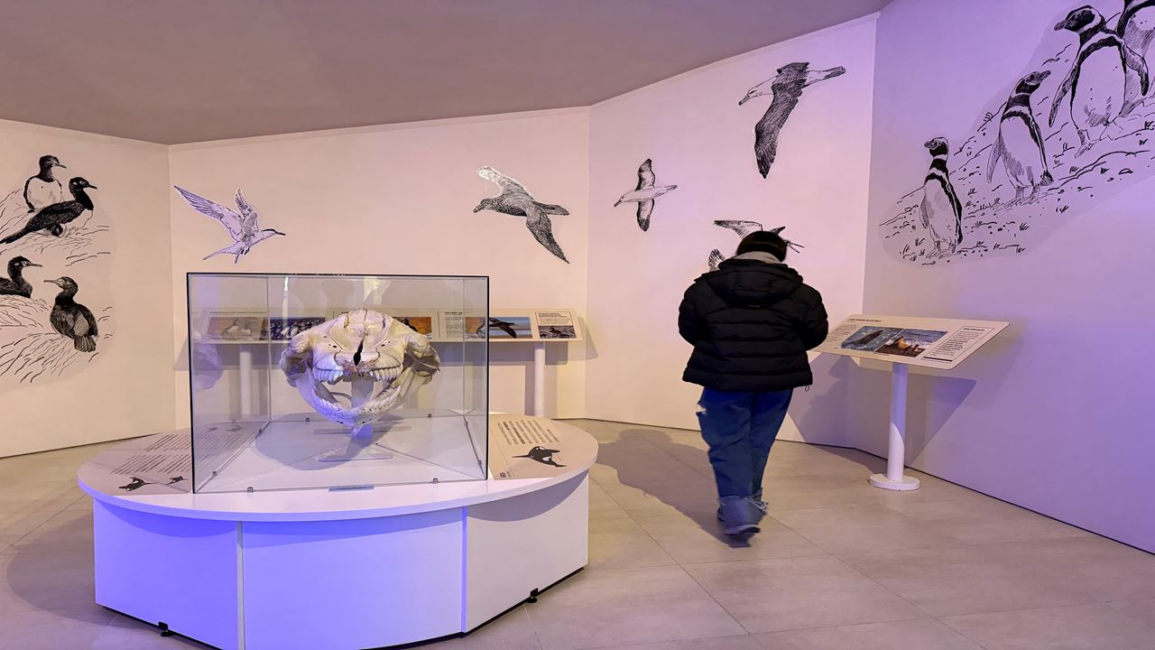 FORFAIT TRANSFERT, PUNTA TOMBO ET PENINSULE VALDÉS (5)