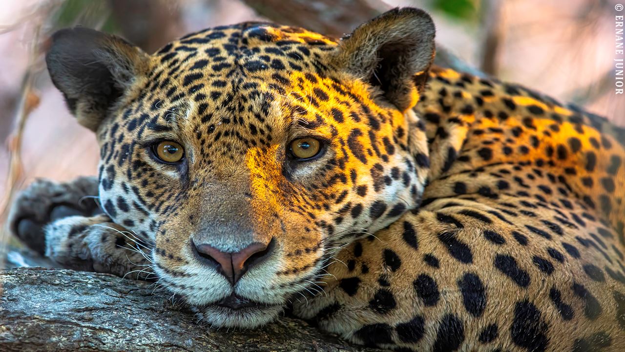 https://www.tangol.com/Fotos/Tours/paquete-porto-jofre-safari-del-jaguar-3-noches_36576202409121602194.Mobile.JPG
