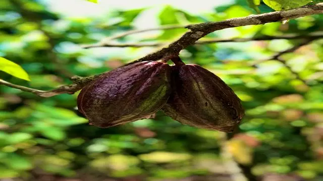 Excursion À La Ferme De Cacao Vila Rosa