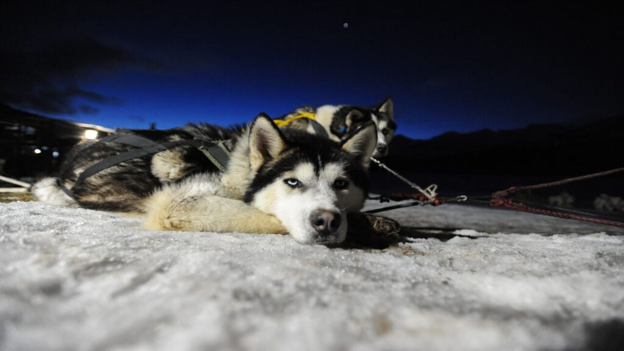 PASEO EN TRINEO, MOTO DE NIEVE Y RAQUETAS CON CENA (1)