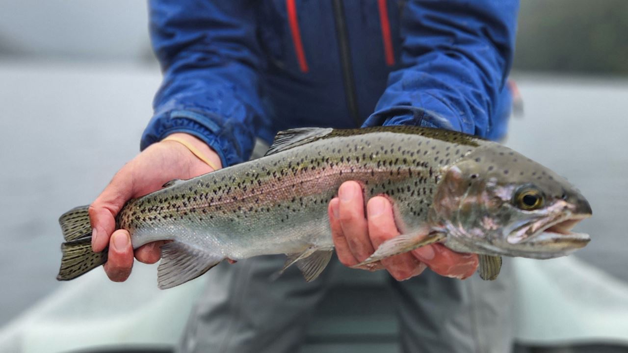 Fliegenfischen in den patagonischen Seen (4)