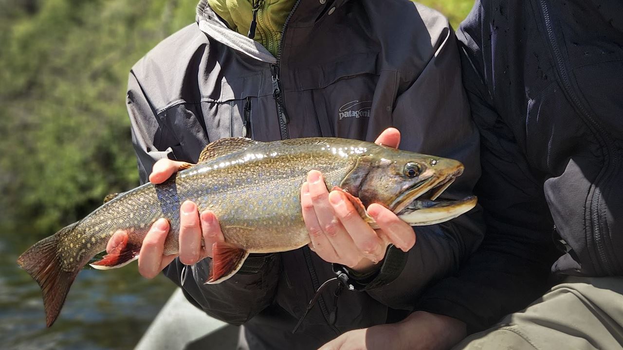 Fliegenfischen in den patagonischen Seen (6)