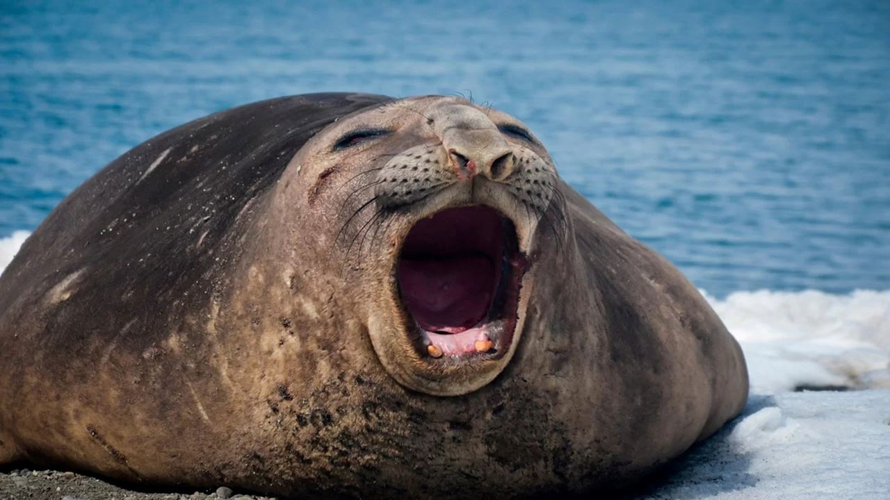 Programme d`une journée complète en Antarctique - 5 jours et 4 nuits (3)