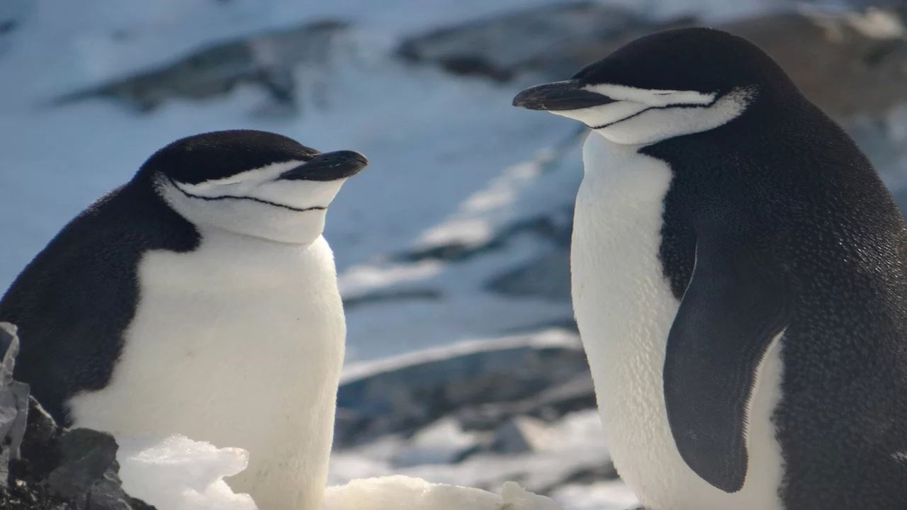 Programme d`une journée complète en Antarctique - 5 jours et 4 nuits (8)