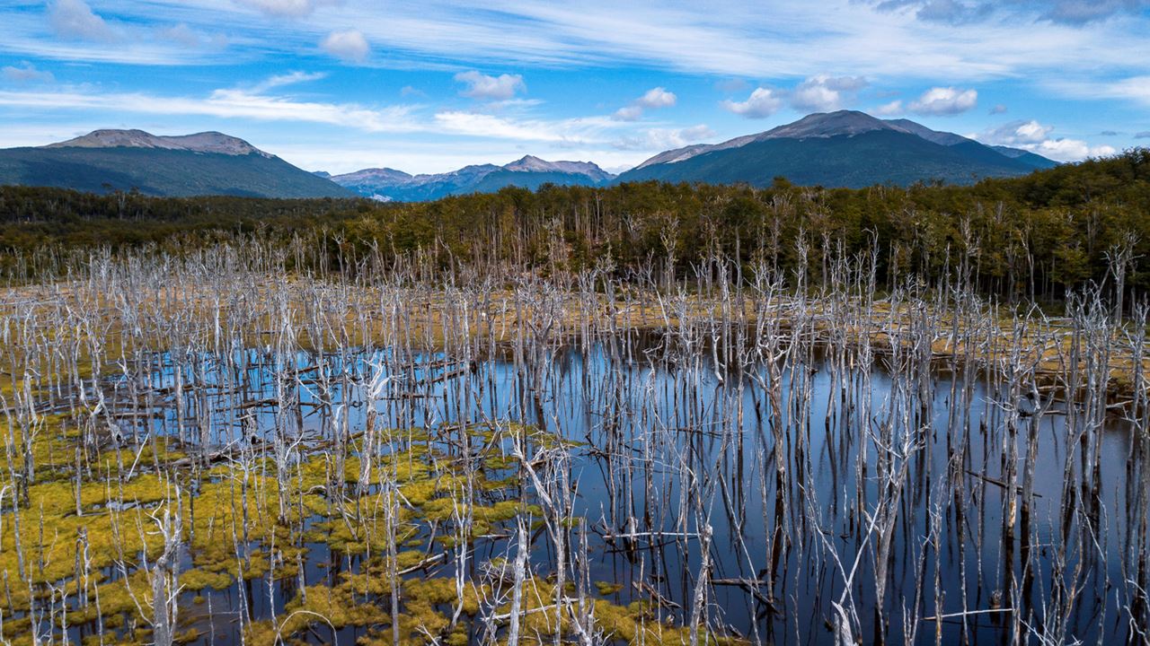 PROMO: TRANSFERS TO THE AIRPORT, NATIONAL PARK AND FUEGUINO LAKES (6)