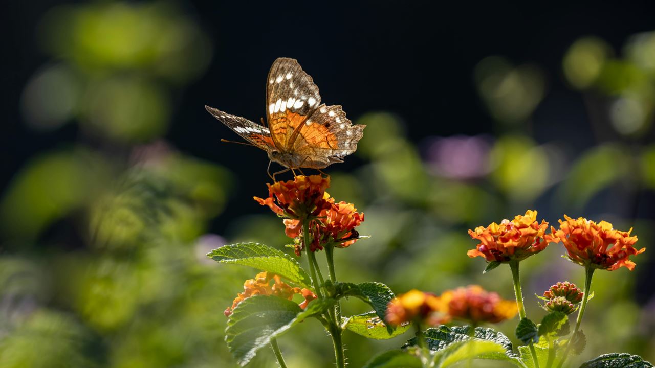 Tour Of The Botanical Garden And Butterfly Garden Of Quindío foto 2