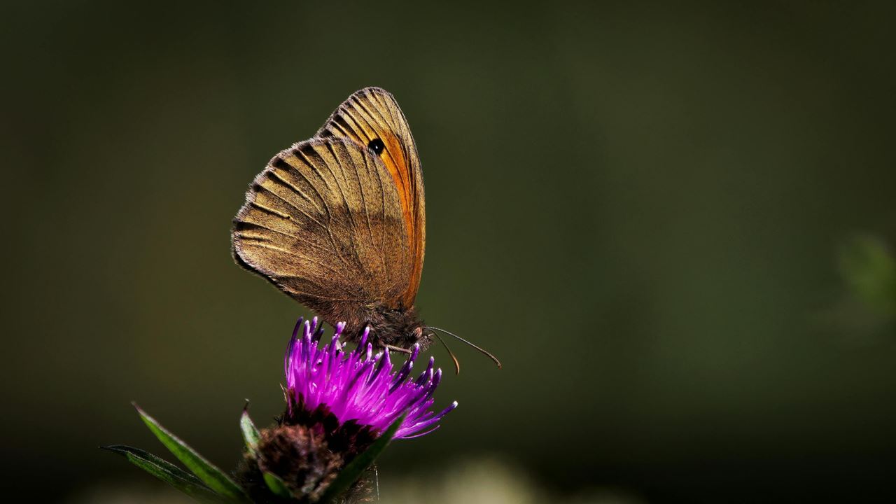 Tour Of The Botanical Garden And Butterfly Garden Of Quindío foto 5
