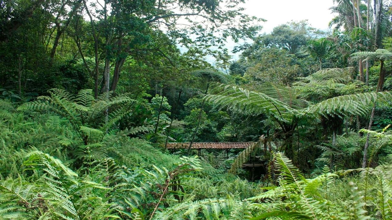 Tour Of The Botanical Garden And Butterfly Garden Of Quindío foto 10