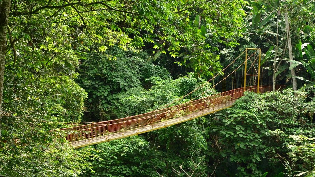 Tour Of The Botanical Garden And Butterfly Garden Of Quindío foto 11