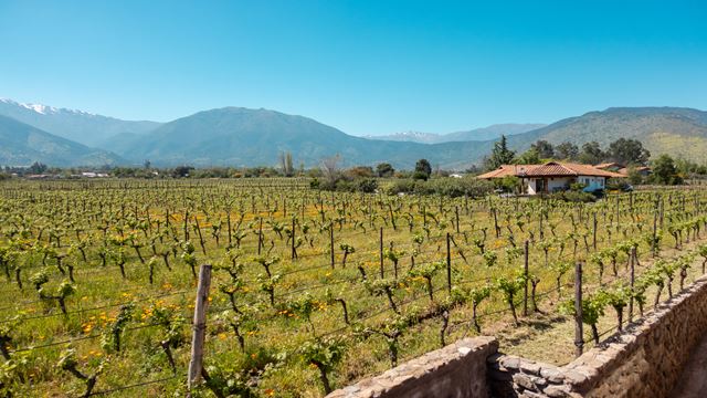 Wine Tasting Tour: Discover Boutique Vineyards in Maipo Valley