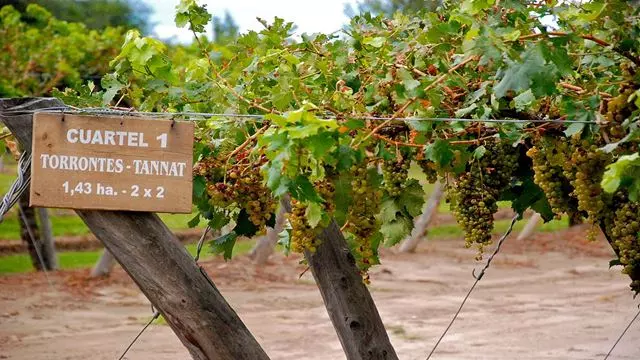 Route Du Vin À Salta
