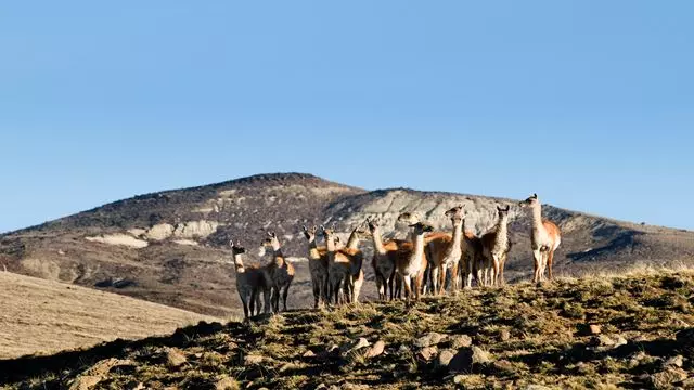 Expérience Safari - Faune Steppe