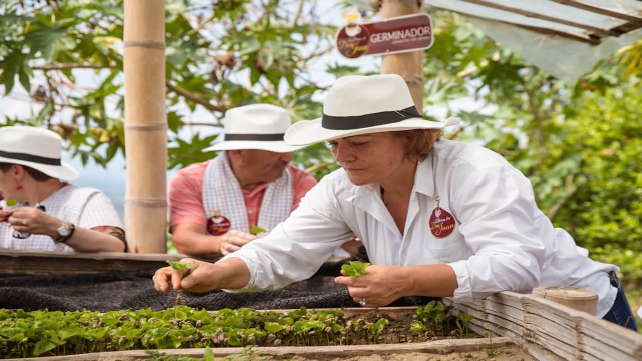 Plant A Coffee Tree On A Coffee Farm