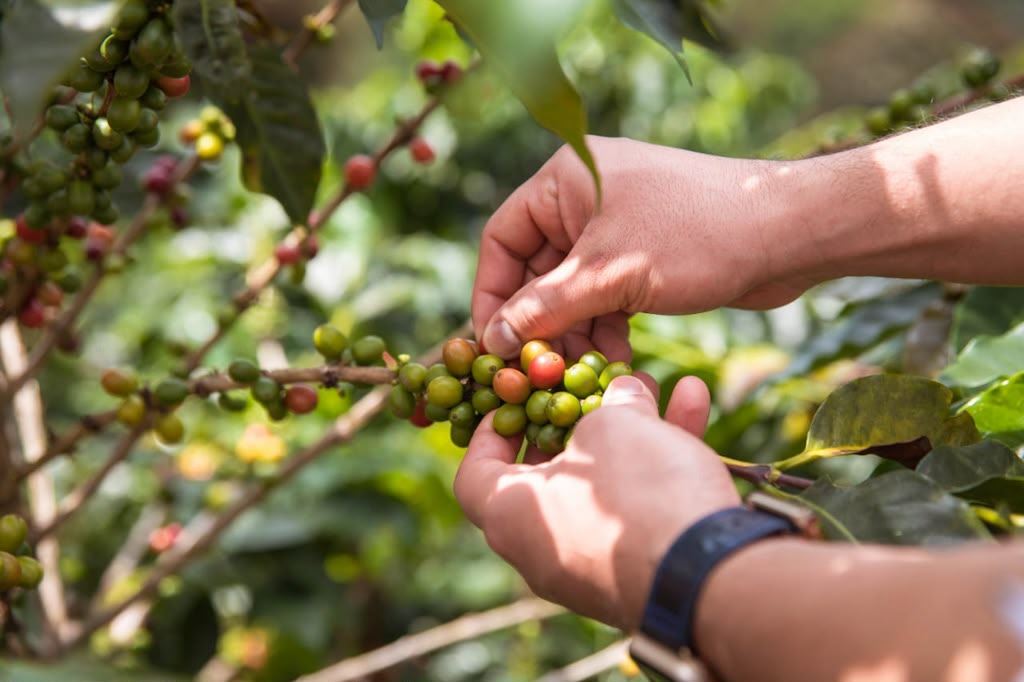 Siembra Un Árbol De Café En Finca Cafetera foto 6