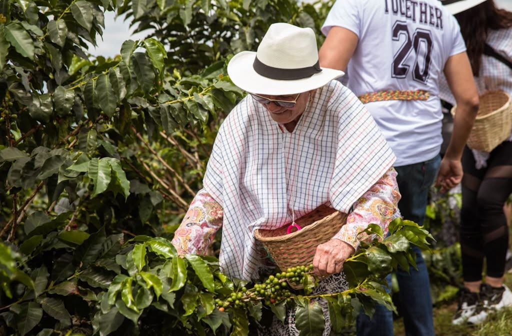 Siembra Un Árbol De Café En Finca Cafetera foto 4