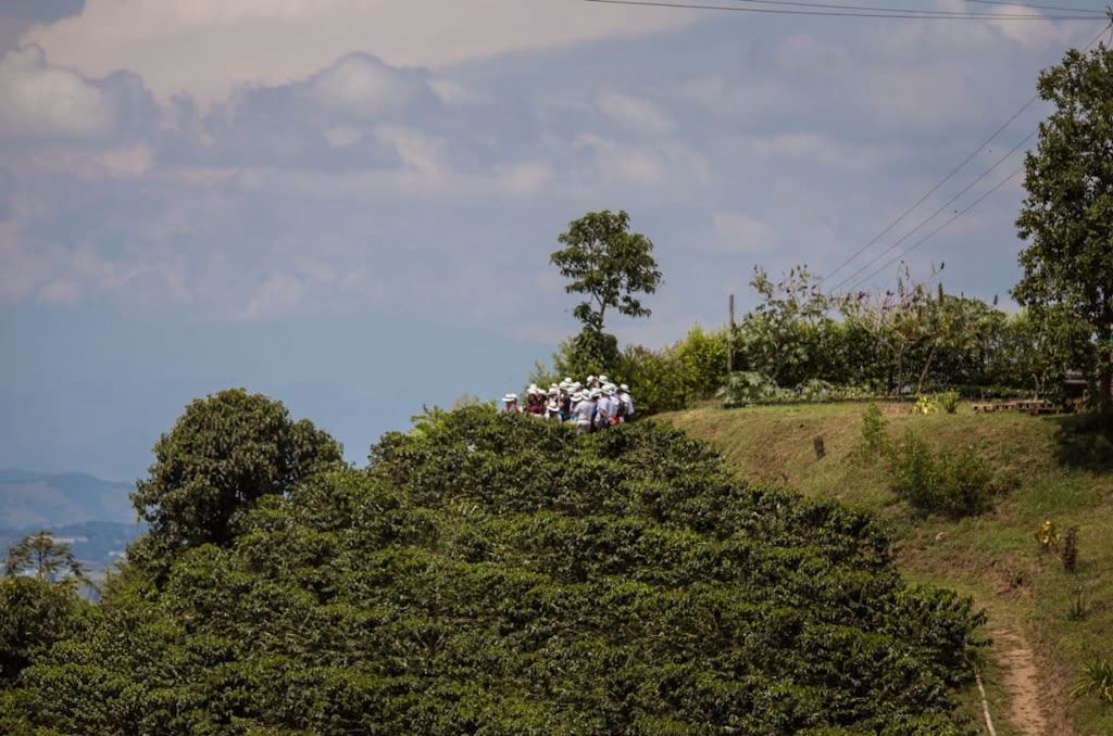 Siembra Un Árbol De Café En Finca Cafetera foto 8