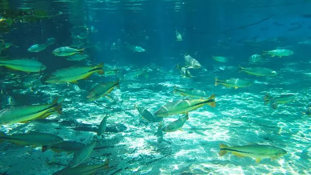 Plongée Snorkeling À Rio Da Prata