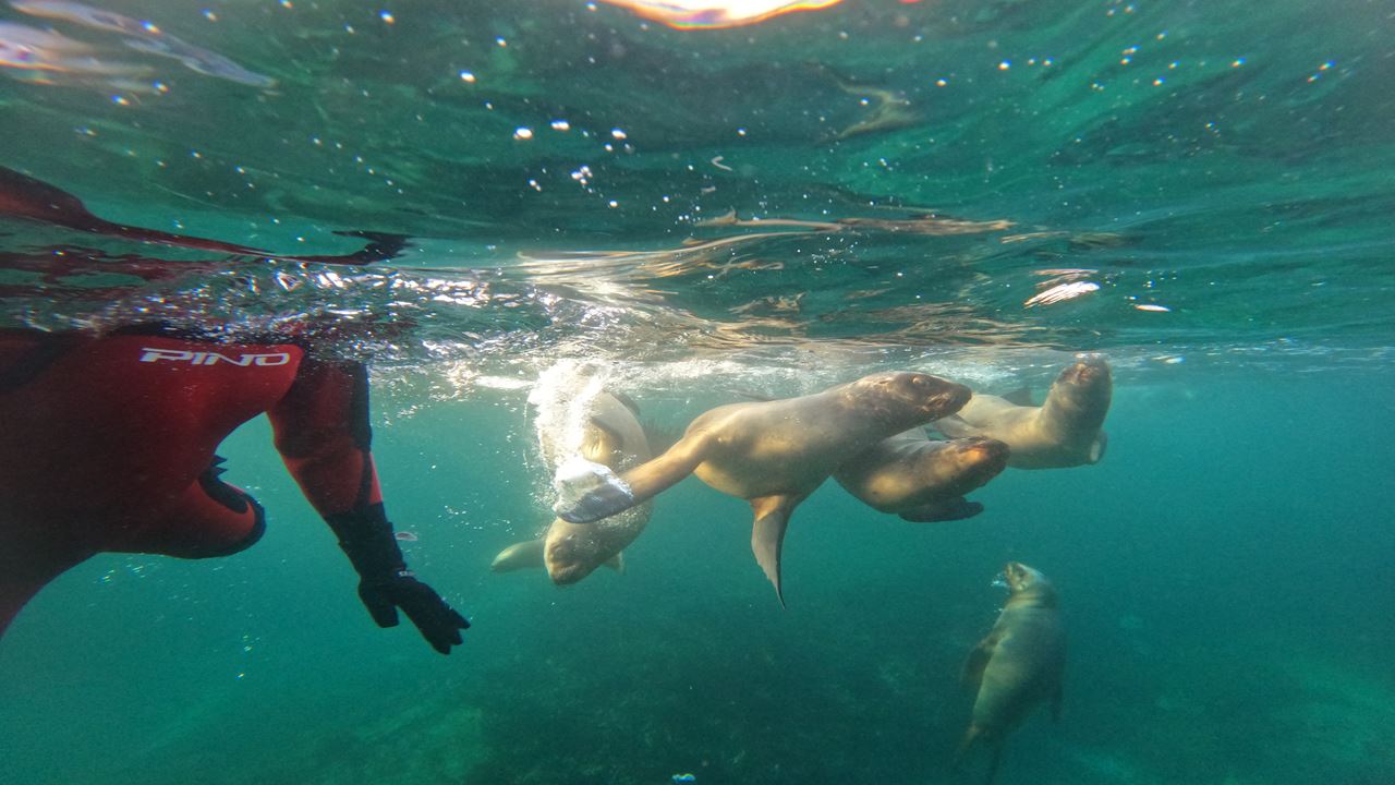 SNORKELING CON LOBOS MARINOS (6)