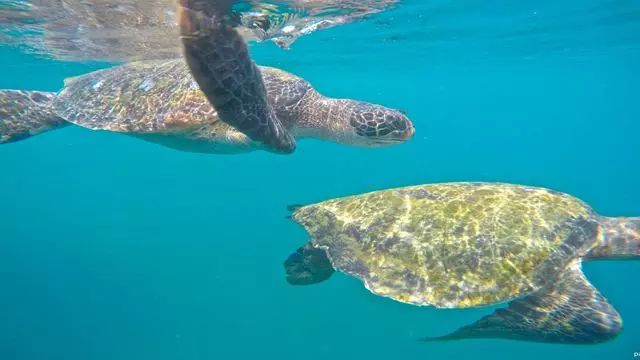 Tour De Snorkeling E Observação De Baleias - Parque Nacional De Machalilla