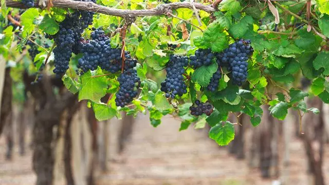 Tour De Vinhos Orgânicos E Biodinâmicos