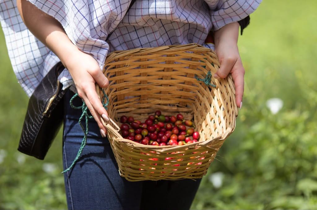 Coffee Tour In Santa Rosa De Cabal
