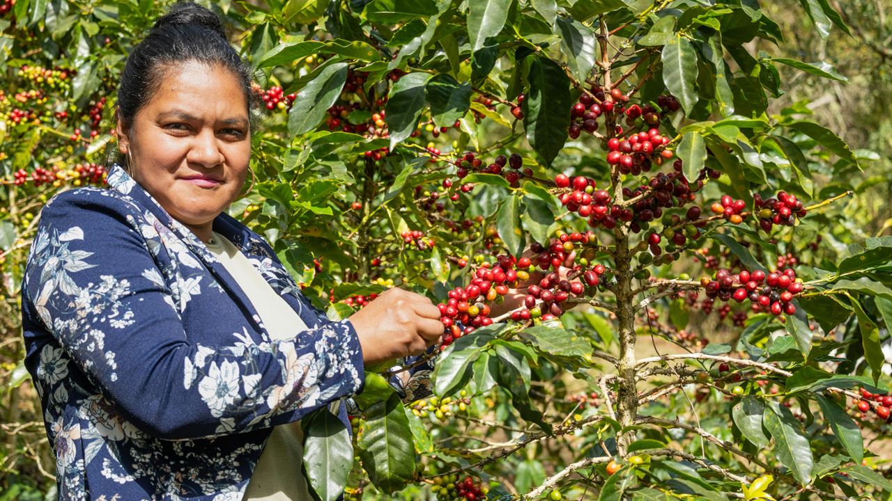 Tour Cafetero En Santa Rosa De Cabal
 foto 4