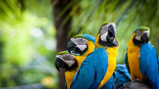 Excursão Clássica Ao Peru E À Floresta Amazônica