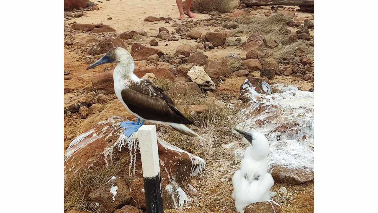 Tour de Bahía con Snorkel en Santa Cruz, Galápagos (7)
